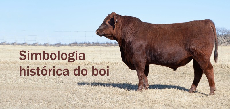 boi como simbolo historico e cultural